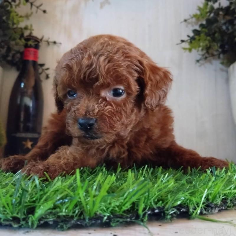 販売中の三重県のティーカッププードル-431839