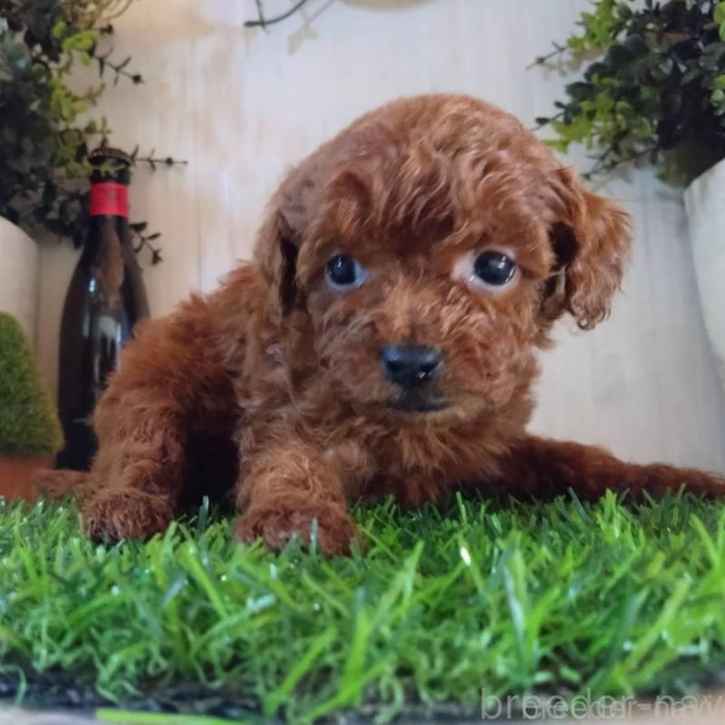 販売中の三重県のティーカッププードル-431839の4枚目