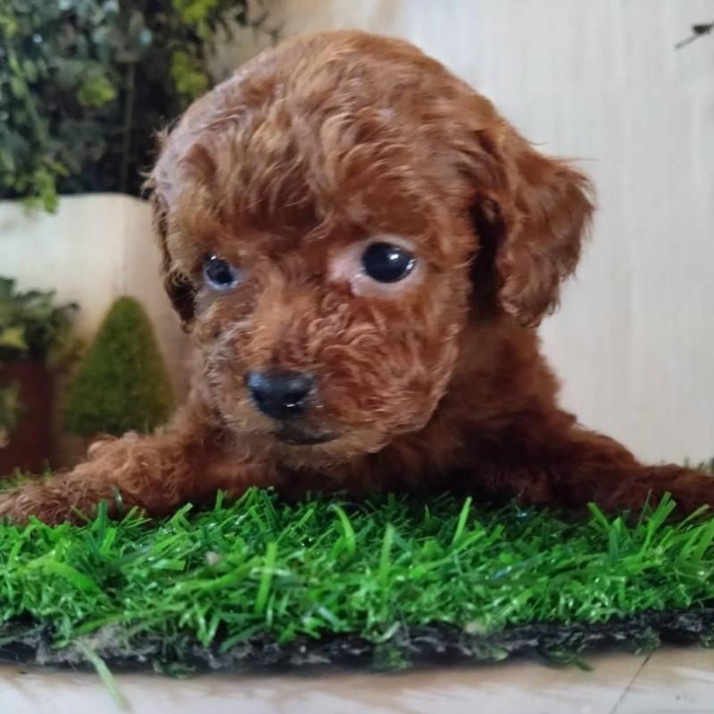 販売中の三重県のティーカッププードル-431839の3枚目