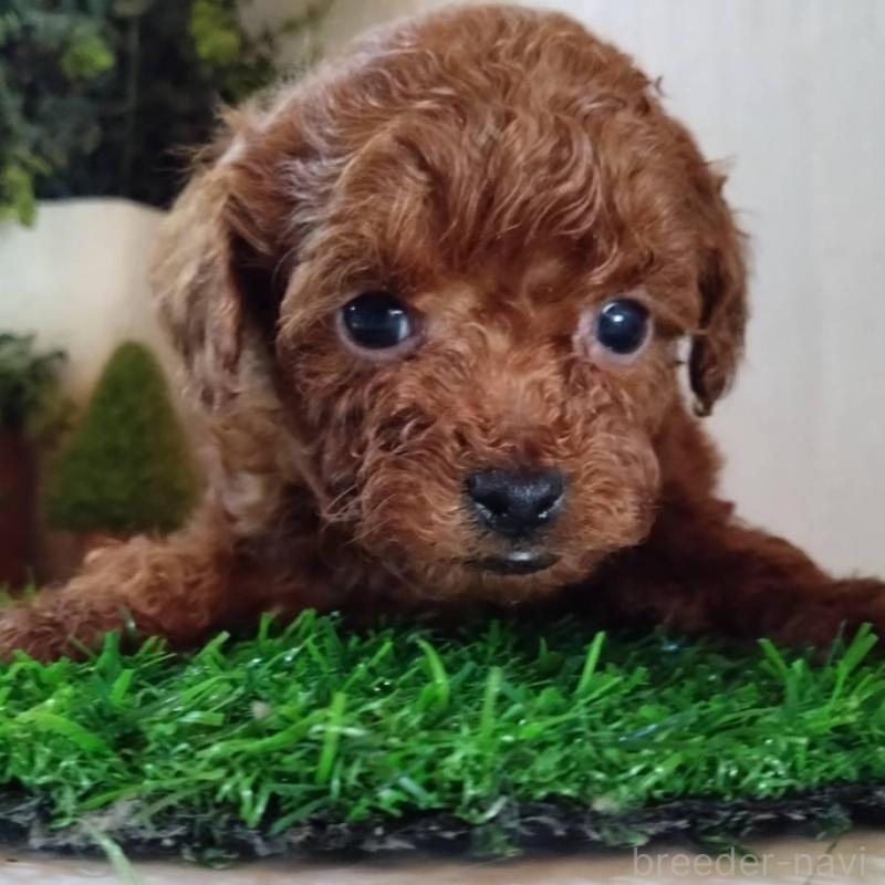 販売中の三重県のティーカッププードル-431839の2枚目