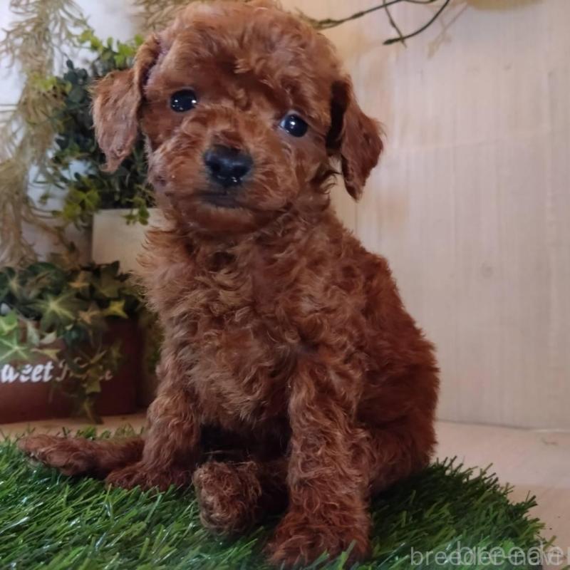 販売中の三重県のティーカッププードル-431840の1枚目