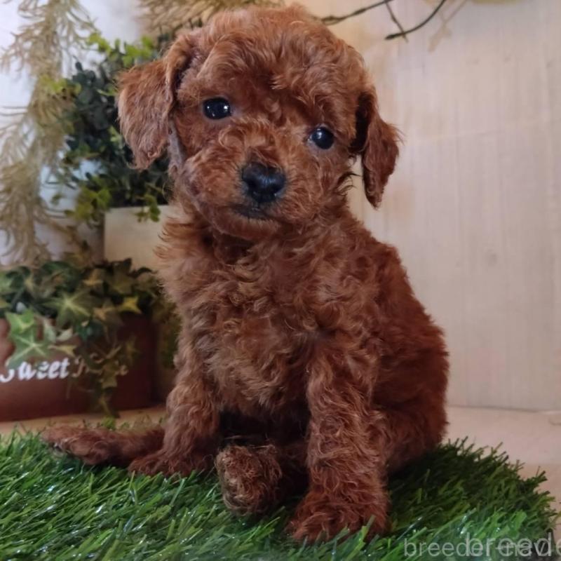 販売中の三重県のティーカッププードル-431840の6枚目