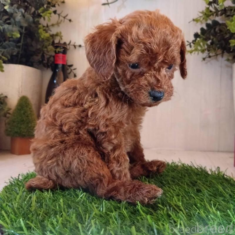 販売中の三重県のティーカッププードル-431840の5枚目