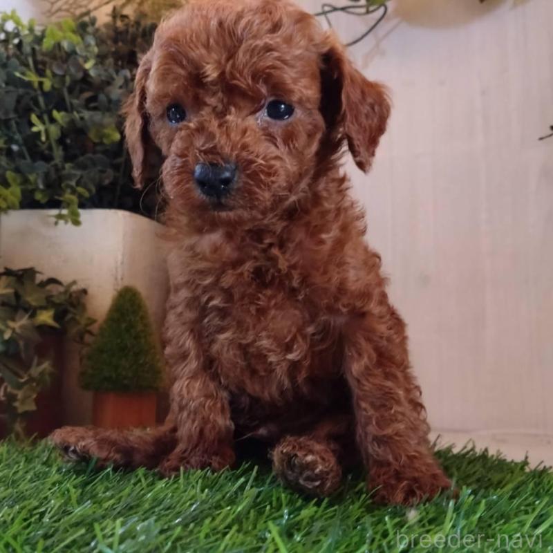 販売中の三重県のティーカッププードル-431840の4枚目