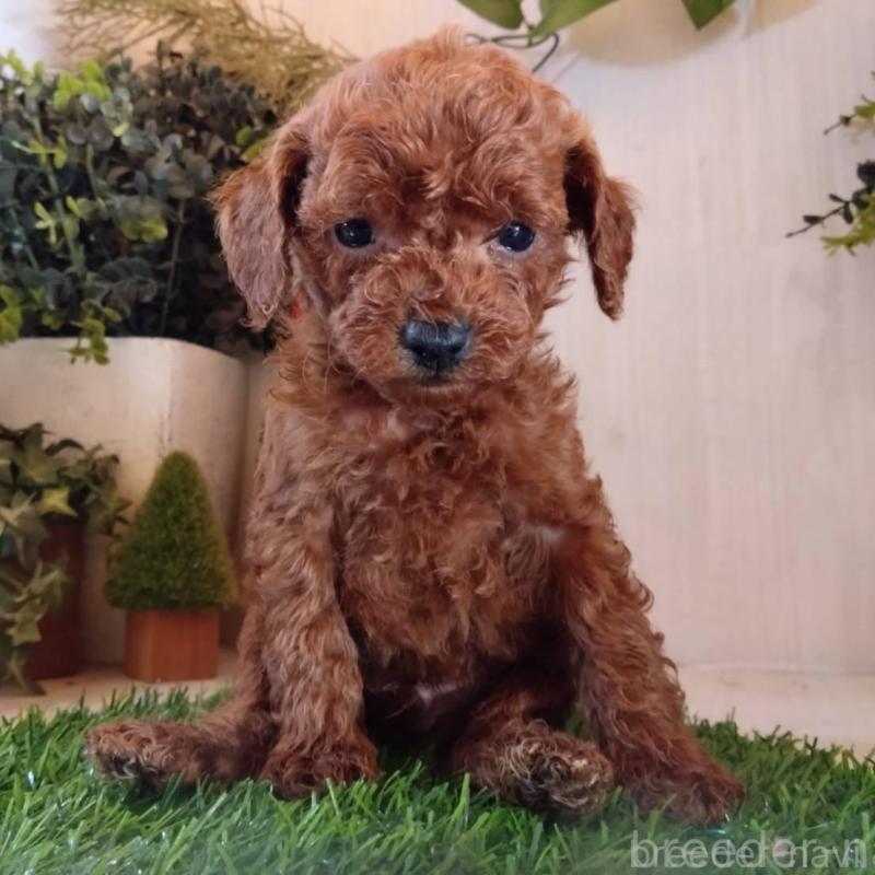 販売中の三重県のティーカッププードル-431840の3枚目