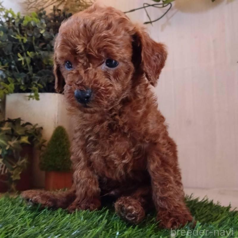 販売中の三重県のティーカッププードル-431840の2枚目