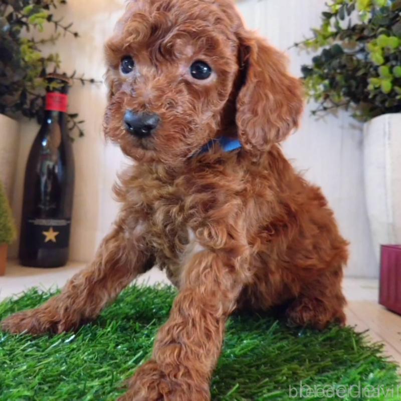 販売中の三重県のタイニープードル-431841の11枚目