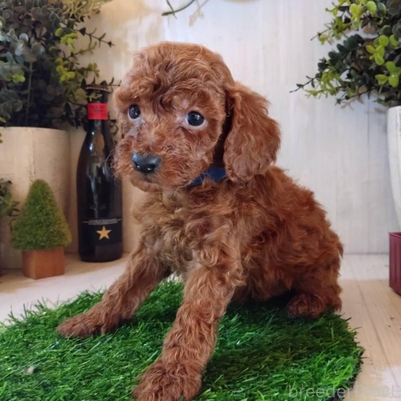 販売中の三重県のタイニープードル-431841の10枚目