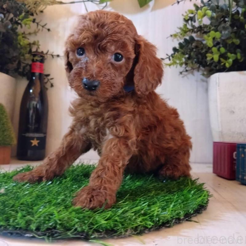 販売中の三重県のタイニープードル-431841の9枚目