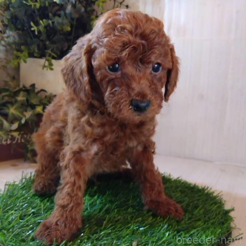 販売中の三重県のタイニープードル-431841の8枚目