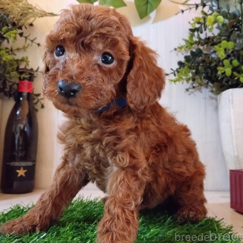 販売中の三重県のタイニープードル-431841の7枚目