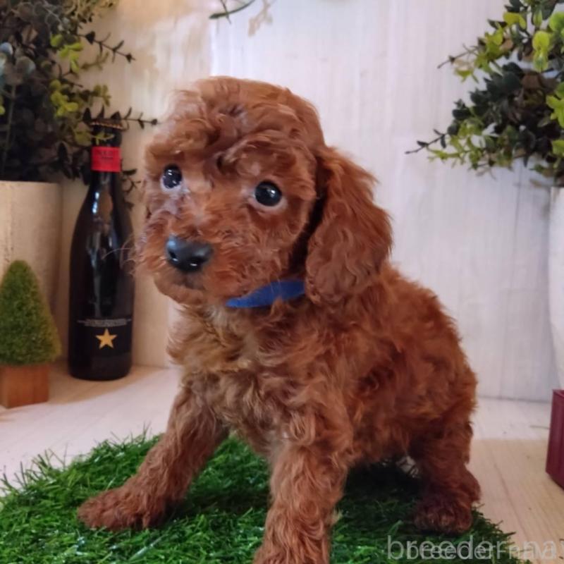 販売中の三重県のタイニープードル-431841の6枚目