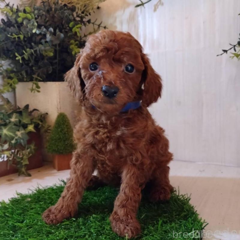 販売中の三重県のタイニープードル-431841