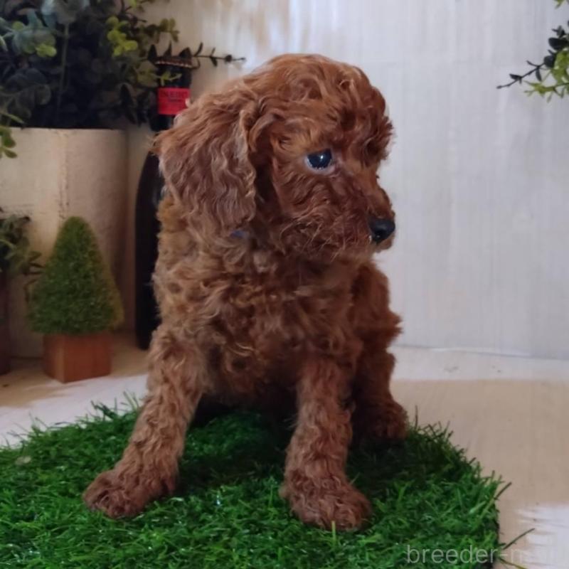 販売中の三重県のタイニープードル-431841の5枚目