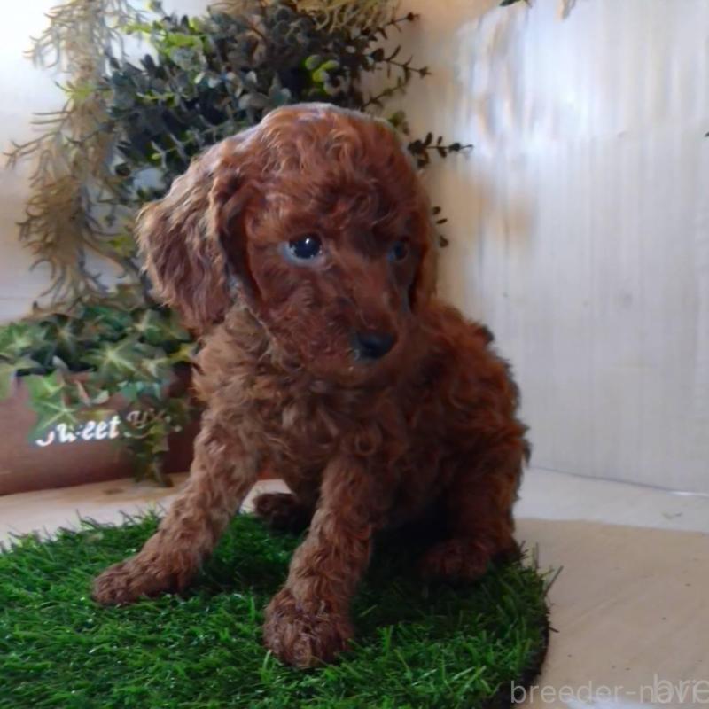 販売中の三重県のタイニープードル-431841の4枚目