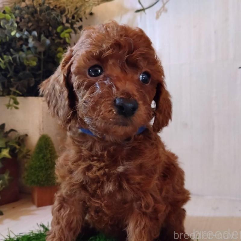 販売中の三重県のタイニープードル-431841の3枚目