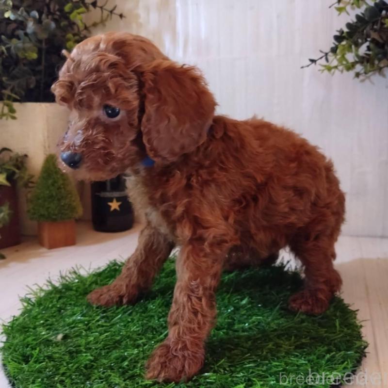 販売中の三重県のタイニープードル-431841の2枚目