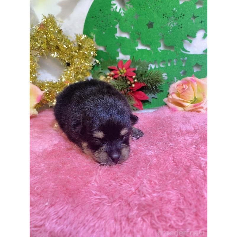 販売中の千葉県のポメラニアン-431843の2枚目