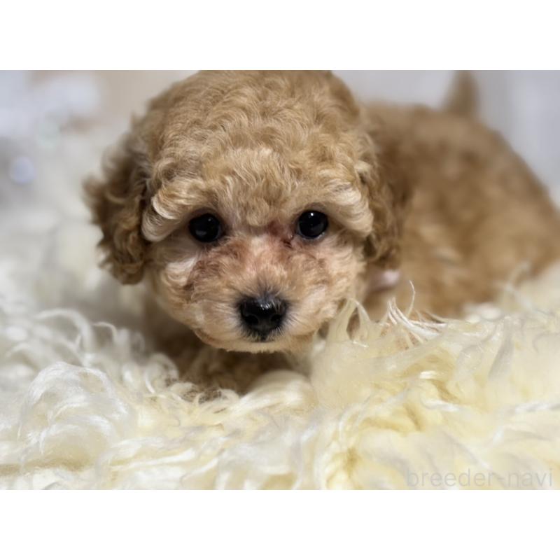 販売中の岐阜県のタイニープードル-431845の5枚目