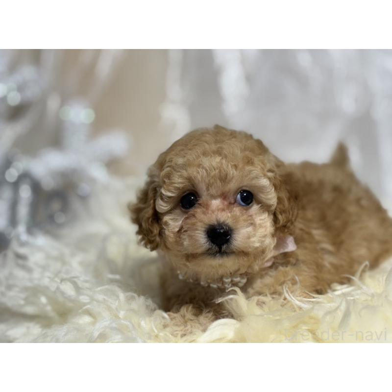 販売中の岐阜県のタイニープードル-431845の4枚目