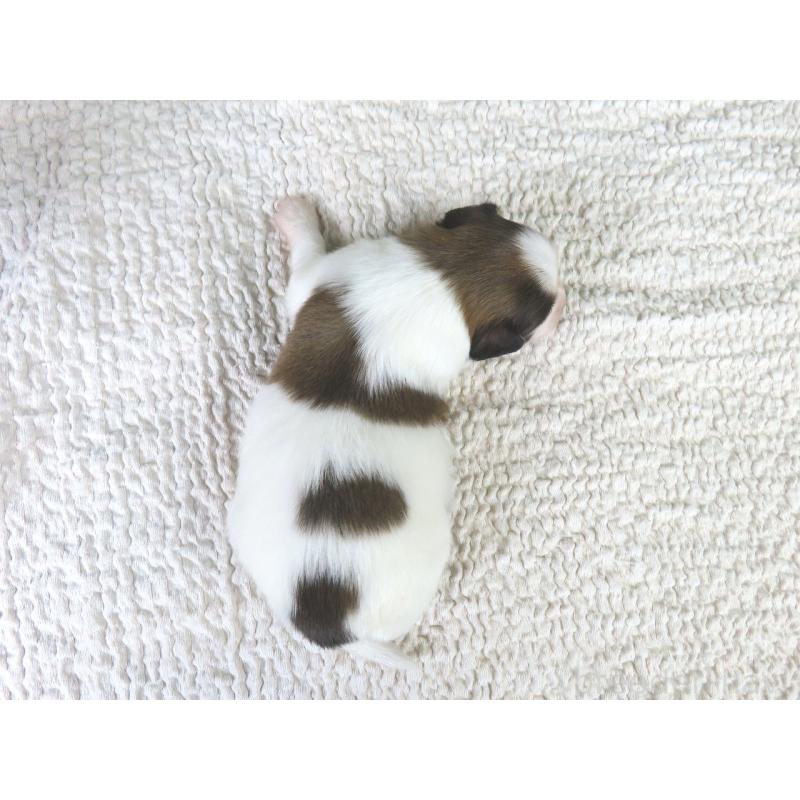 販売中の千葉県のパピヨン-431847の5枚目