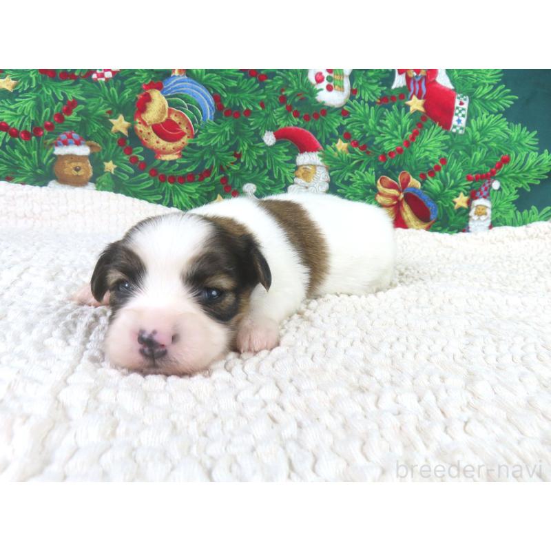 販売中の千葉県のパピヨン-431847の4枚目