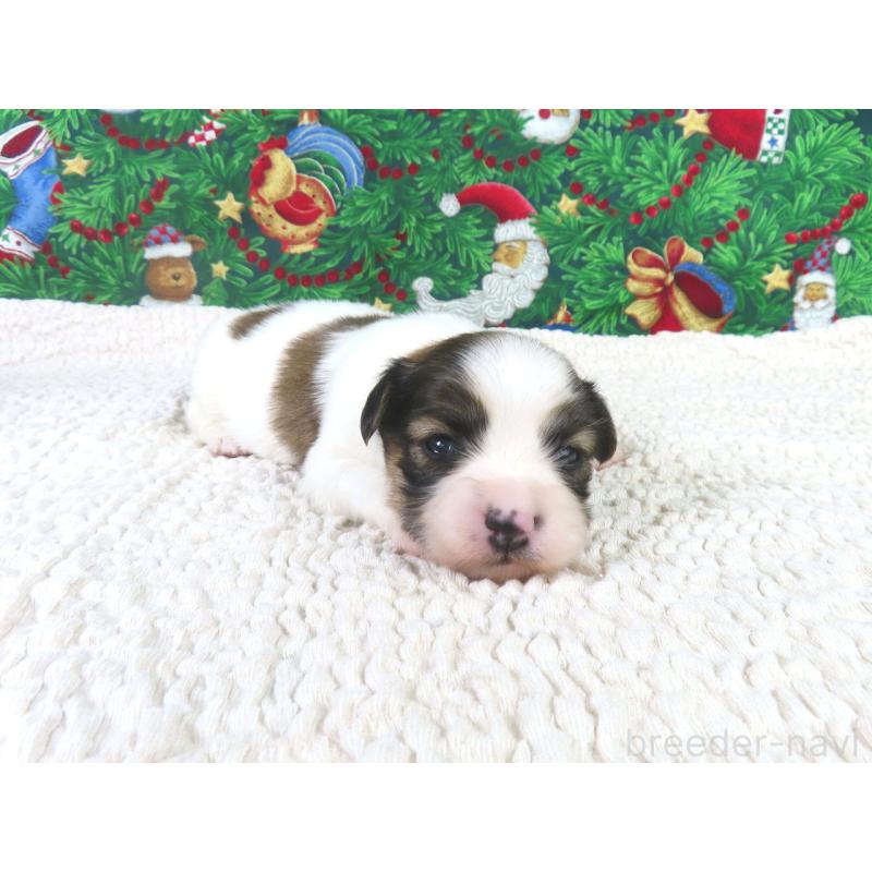 販売中の千葉県のパピヨン-431847の3枚目