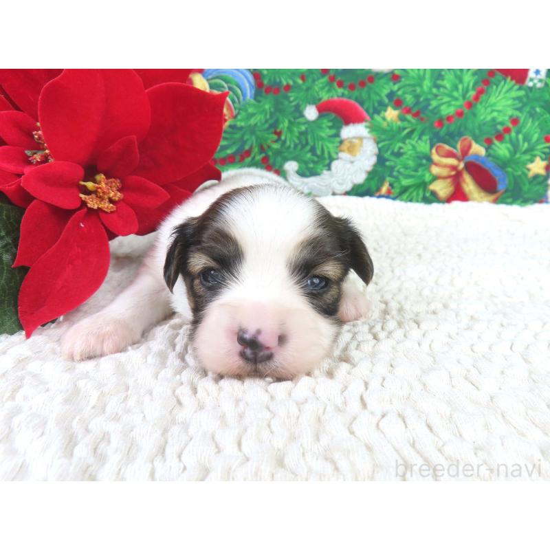 販売中の千葉県のパピヨン-431847の2枚目