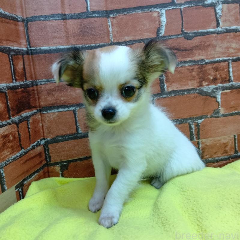 販売中の熊本県のチワワ(ロングコート)-431850の1枚目