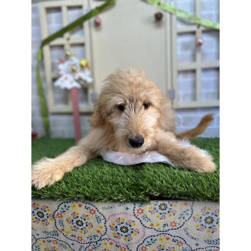 販売中の北海道のゴールデンドゥードル:ゴールデンレトリーバー×プードル-431852の5枚目