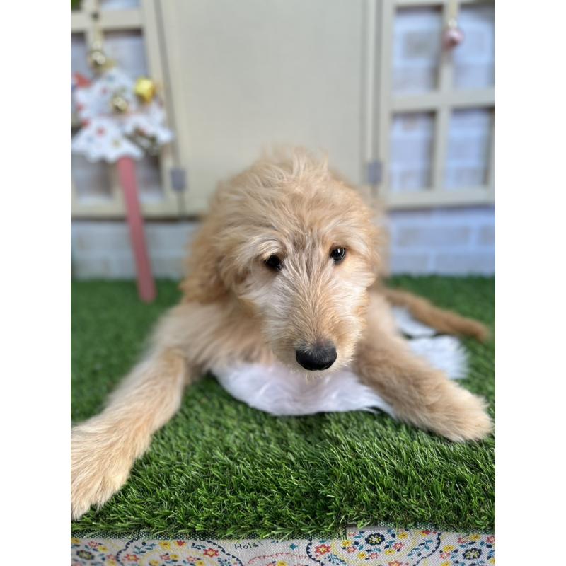 販売中の北海道のゴールデンドゥードル:ゴールデンレトリーバー×プードル-431852の4枚目