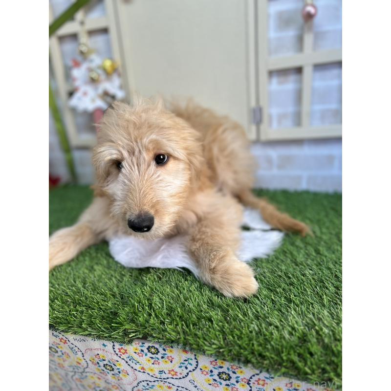 販売中の北海道のゴールデンドゥードル:ゴールデンレトリーバー×プードル-431852の3枚目