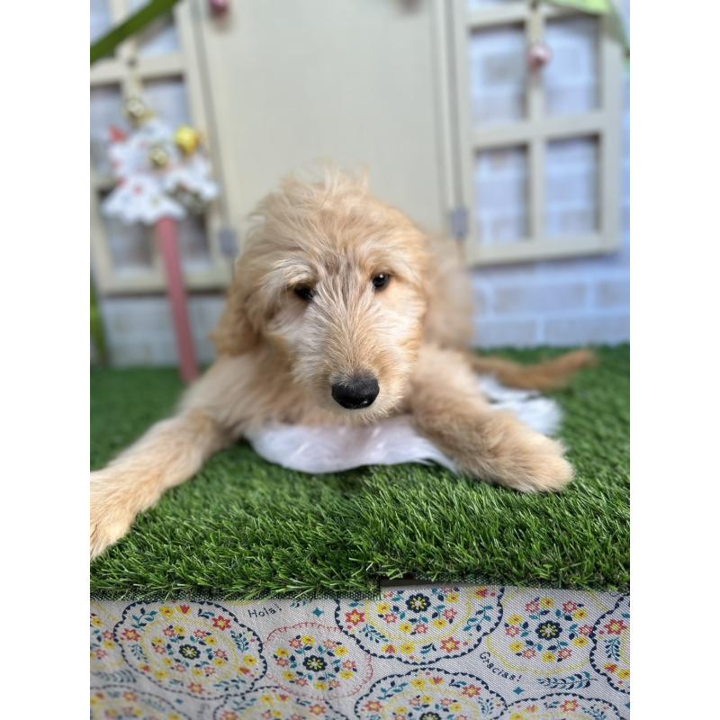 販売中の北海道のゴールデンドゥードル:ゴールデンレトリーバー×プードル-431852の2枚目