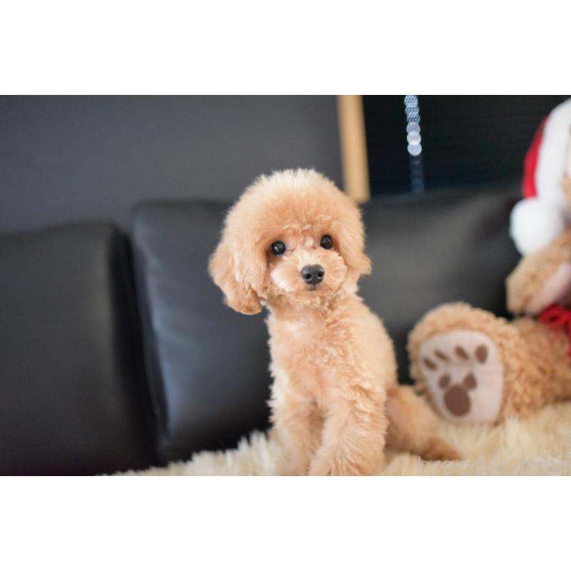 成約済の茨城県のトイプードル-417299の6枚目