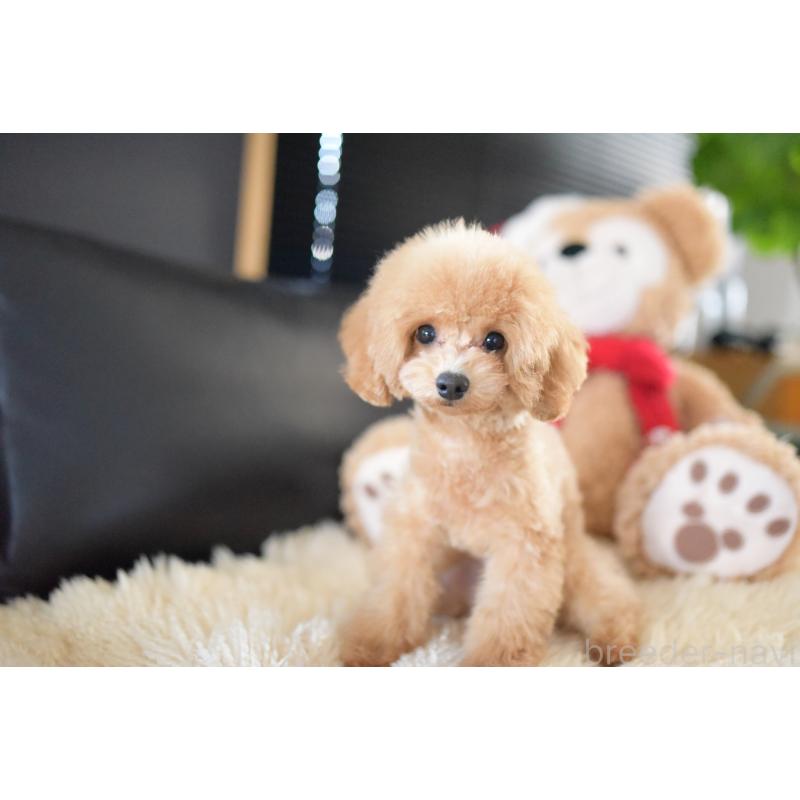 成約済の茨城県のトイプードル-417299の5枚目