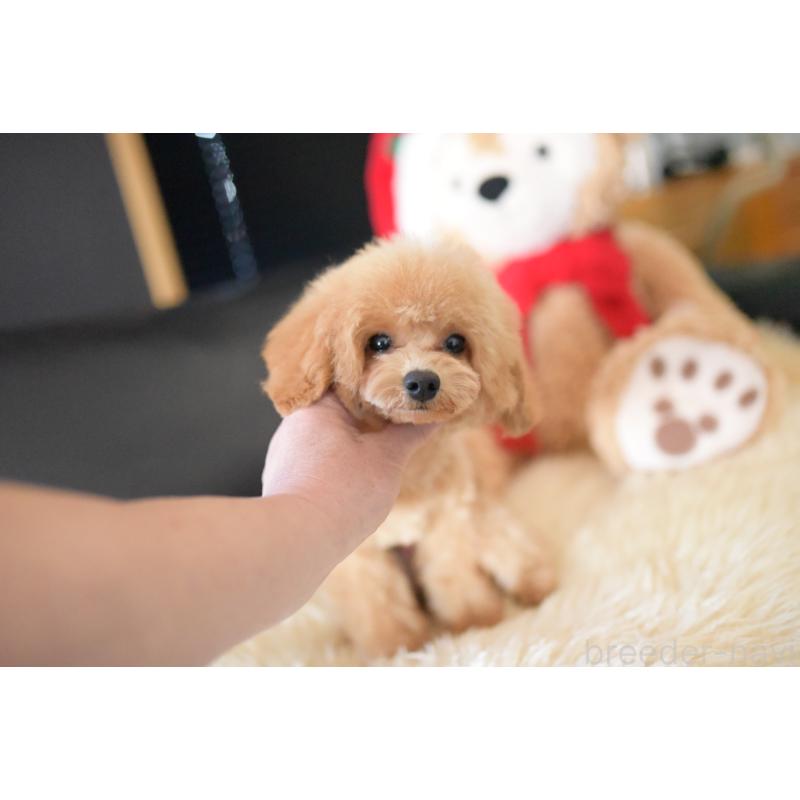 成約済の茨城県のトイプードル-417299の4枚目