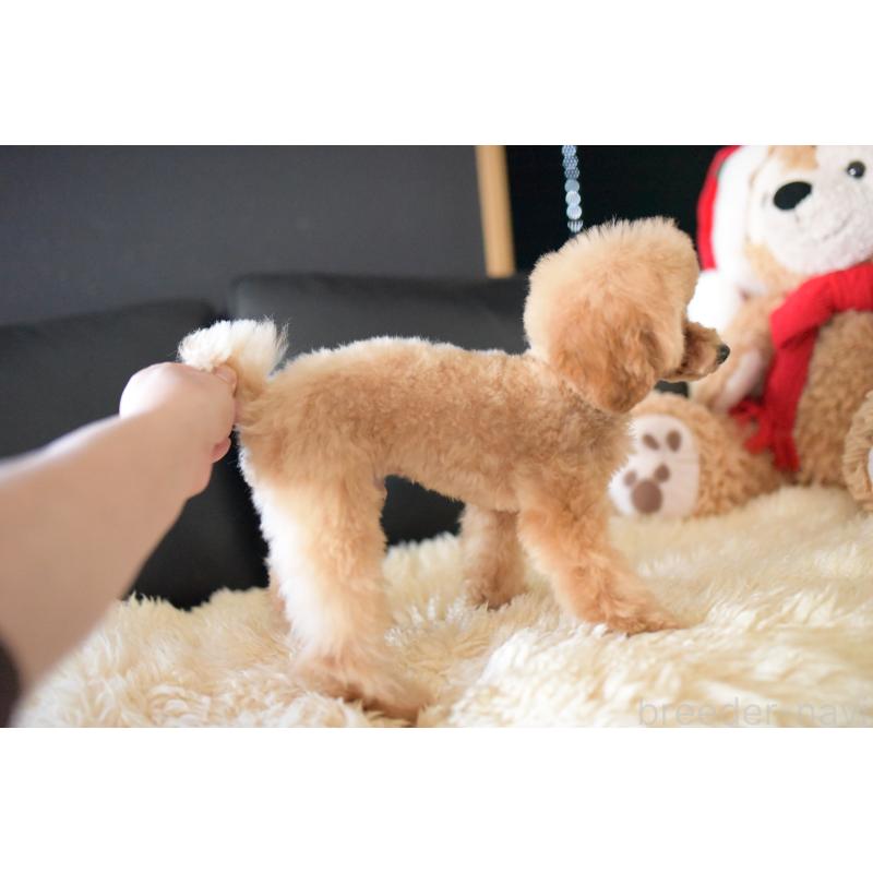 成約済の茨城県のトイプードル-417299の3枚目