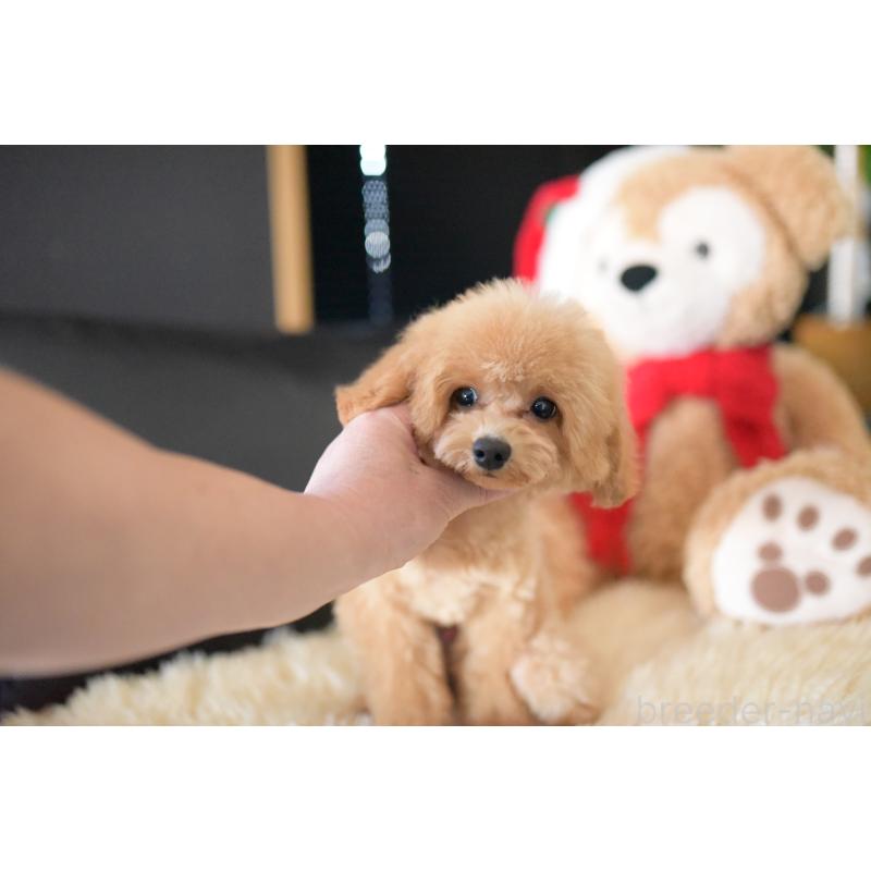 成約済の茨城県のトイプードル-417299の2枚目