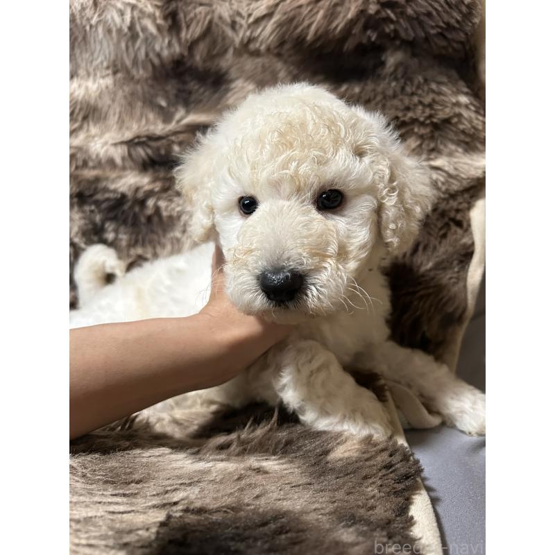 成約済の鹿児島県のスタンダードプードル-431106の4枚目