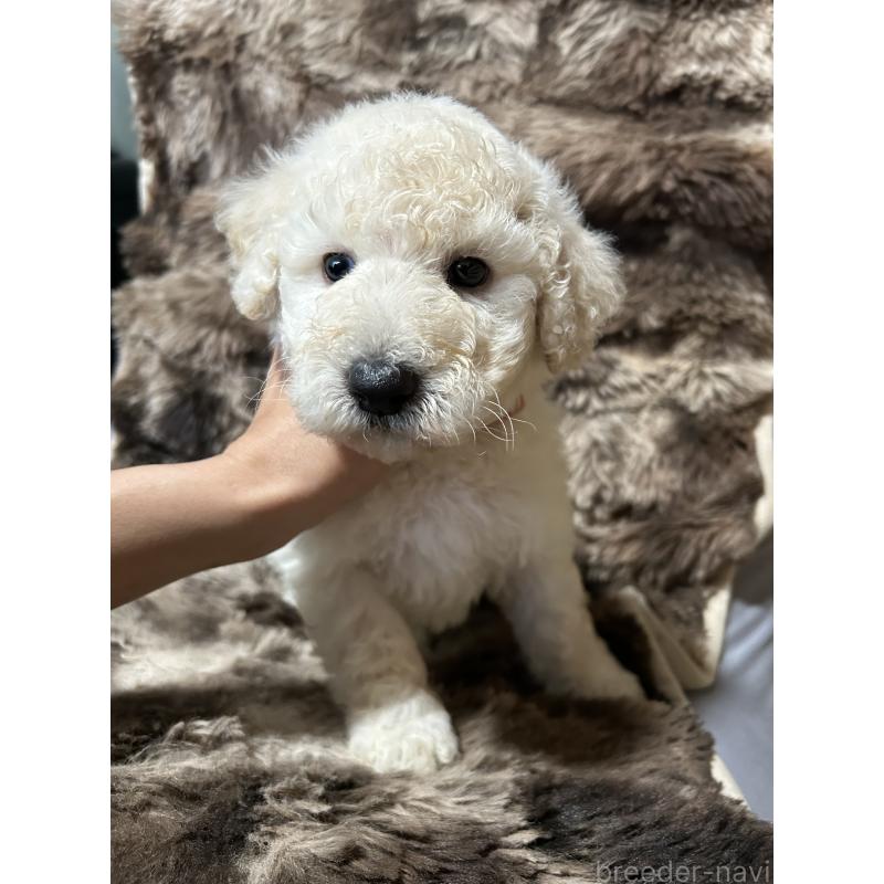 成約済の鹿児島県のスタンダードプードル-431106の3枚目