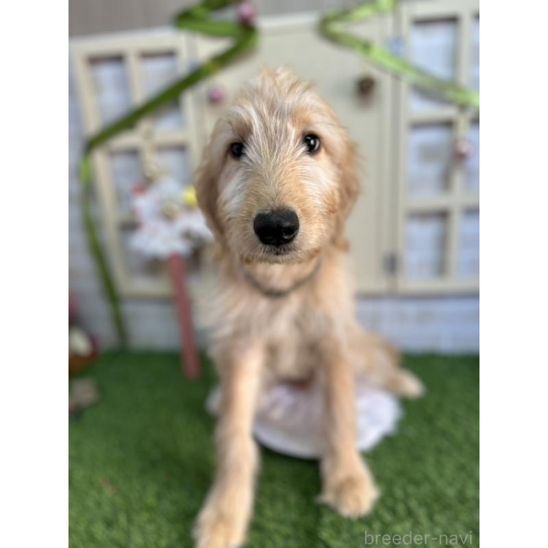 販売中の北海道のゴールデンドゥードル:ゴールデンレトリーバー×プードル-431853の7枚目