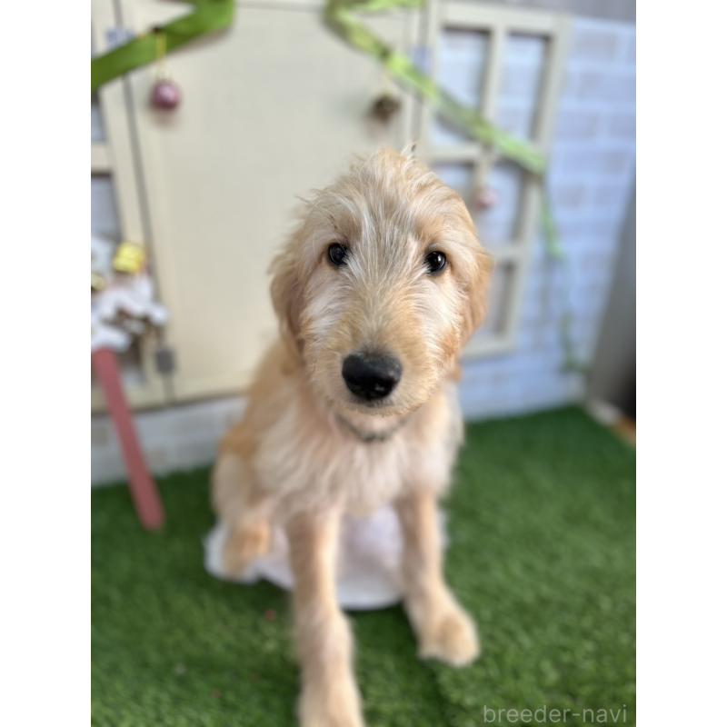 販売中の北海道のゴールデンドゥードル:ゴールデンレトリーバー×プードル-431853の6枚目