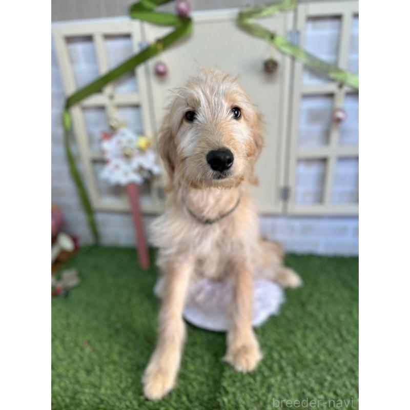 販売中の北海道のゴールデンドゥードル:ゴールデンレトリーバー×プードル-431853の4枚目