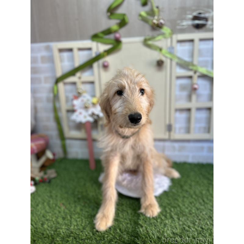 販売中の北海道のゴールデンドゥードル:ゴールデンレトリーバー×プードル-431853の5枚目