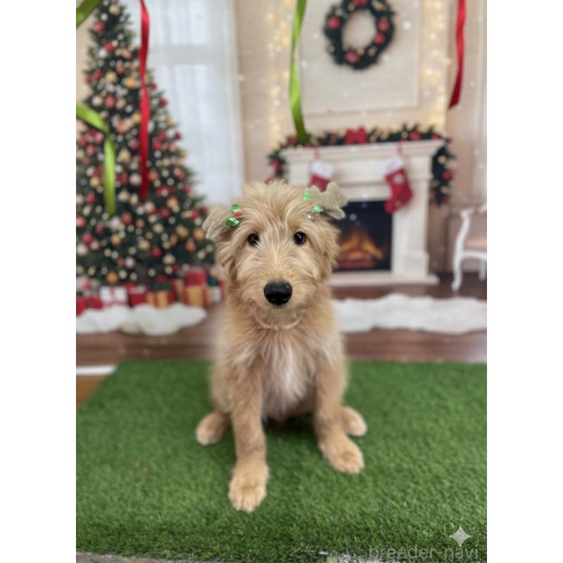 販売中の北海道のゴールデンドゥードル:ゴールデンレトリーバー×プードル-431853の3枚目