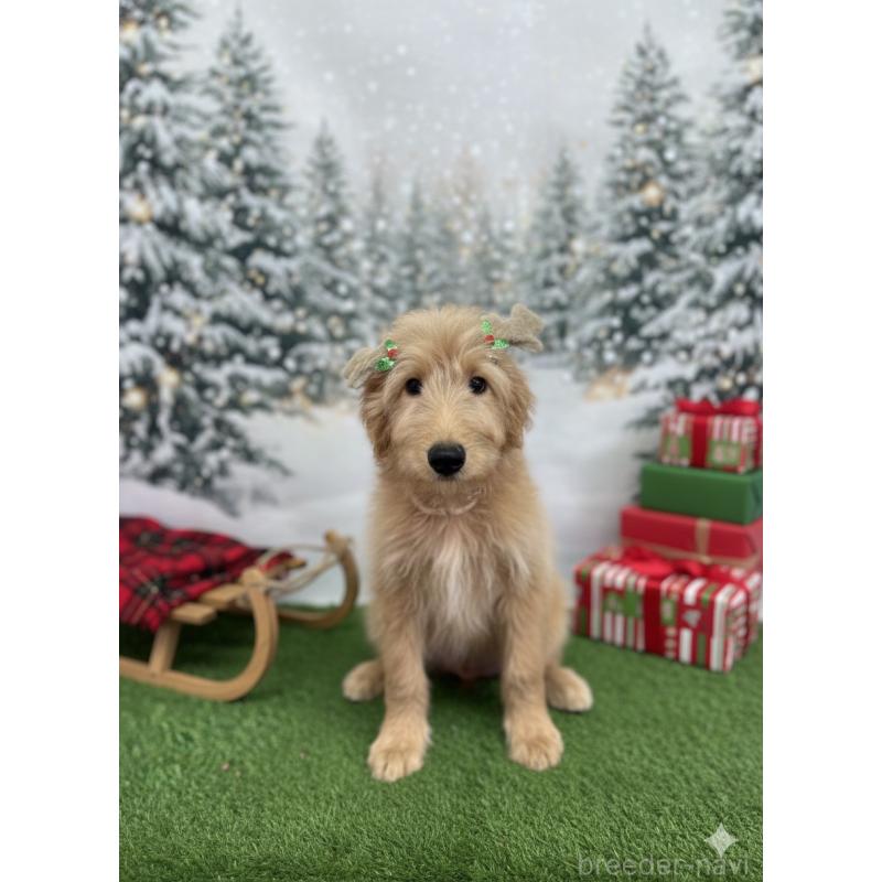 販売中の北海道のゴールデンドゥードル:ゴールデンレトリーバー×プードル-431853の2枚目