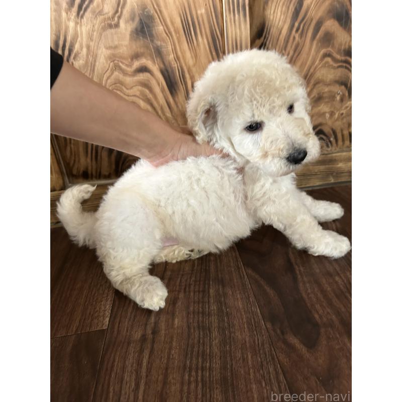 成約済の鹿児島県のスタンダードプードル-431106の2枚目