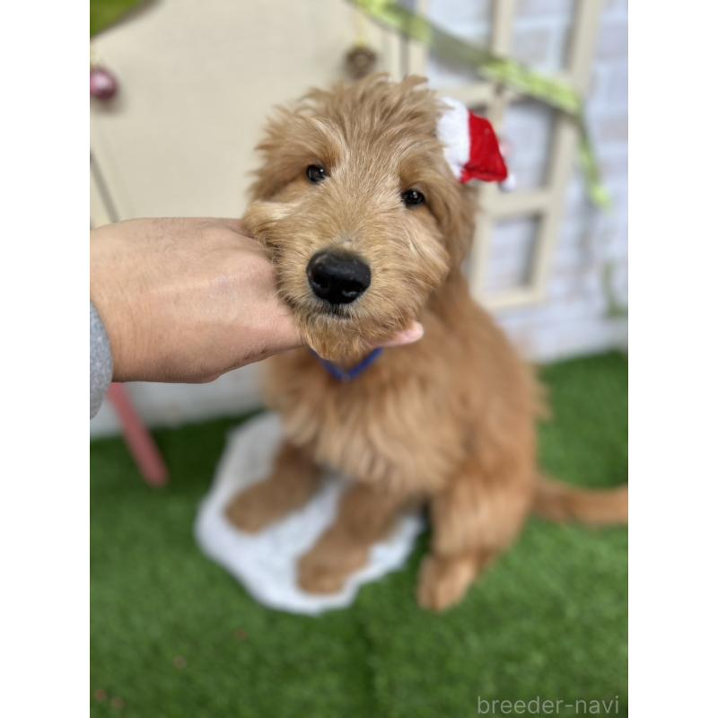 販売中の北海道のゴールデンドゥードル:ゴールデンレトリーバー×プードル-431854の5枚目