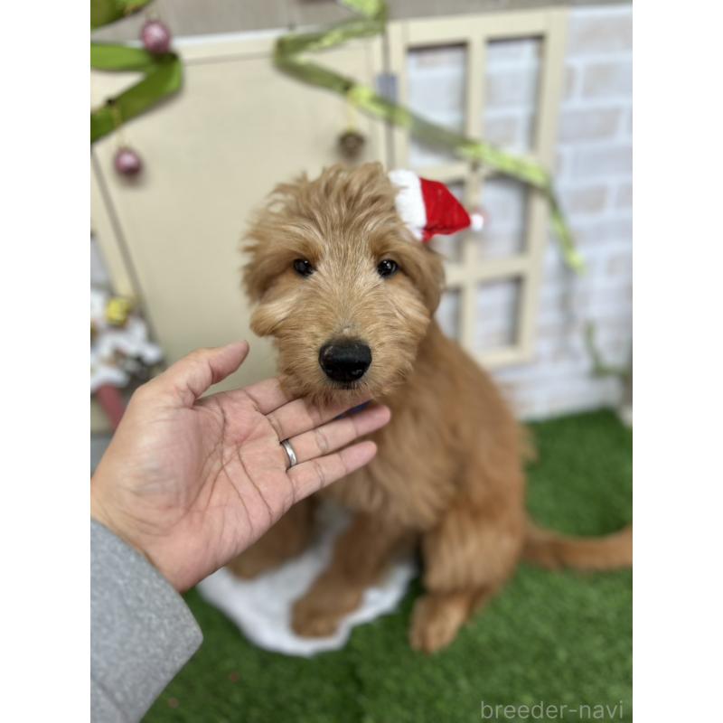 販売中の北海道のゴールデンドゥードル:ゴールデンレトリーバー×プードル-431854の4枚目