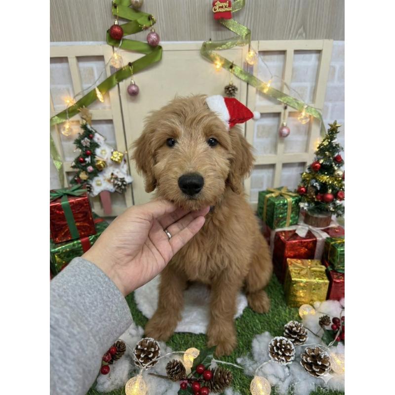 販売中の北海道のゴールデンドゥードル:ゴールデンレトリーバー×プードル-431854の3枚目